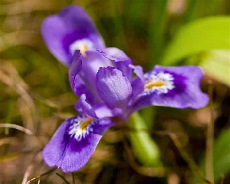 Michigan State Wildflower | Dwarf Lake Iris