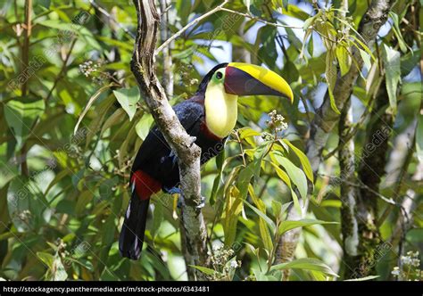 Tukan Im Regenwald Von Costa Rica Lizenzfreies Bild 6343481