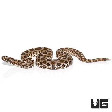 Baby Western Massasauga Rattlesnake for sale - Underground Reptiles