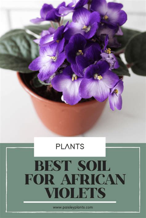 Best Soil For African Violets Paisley Plants