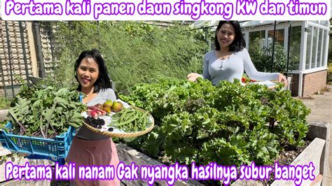 Pertama Kali Panen Daun Singkong Kw Dan Timun Pertama Kali Nanam Gak