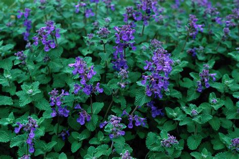 How To Plant And Grow Catmint