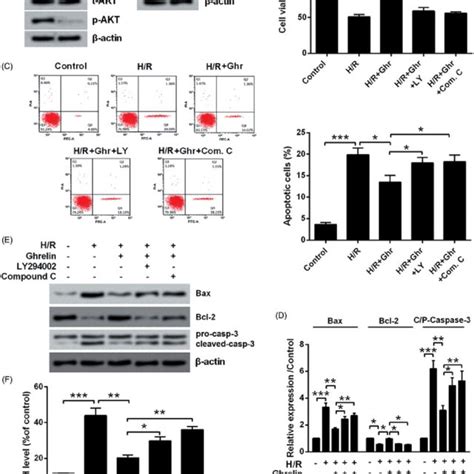 Ghrelin Protects H9c2 Cells Against Hypoxiareoxygenation Hr Induced