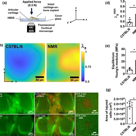 Naked Molerat NMR Cartilage Is Stiffer Than Mouse Counterpart And