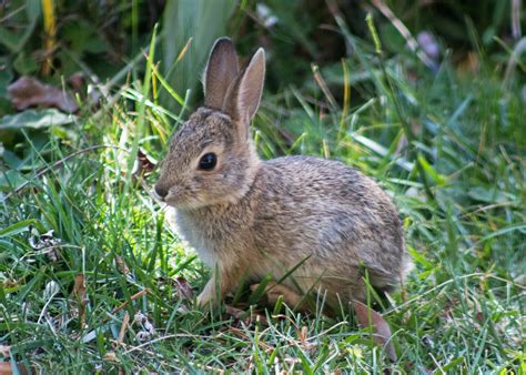 Desert Cottontail Rabbit Juvenile 6 7 Weeks 20190503 Flickr