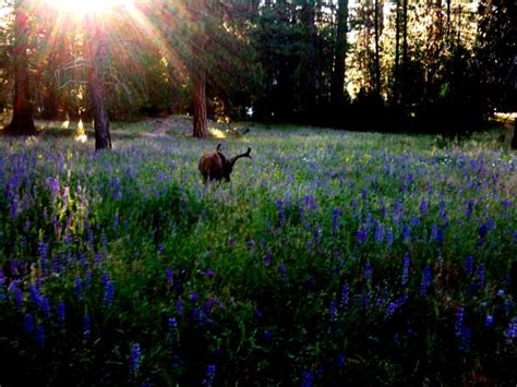 Wildlife In Yosemite National Park | In The Viewfinder