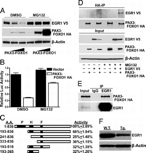 Pax3 Foxo1 Interacts With And Destabilizes Egr1 A Immunoblot