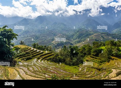 amazing view  rice terrace  sapa village vietnam stock photo alamy