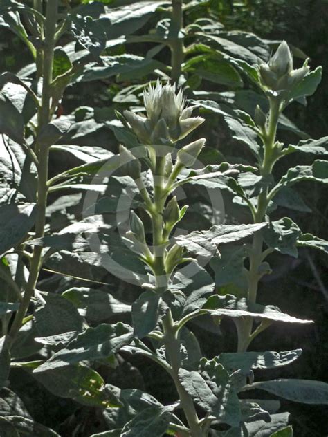 Coronidium Elatum White Paper Daisy Tall Everlasting Information