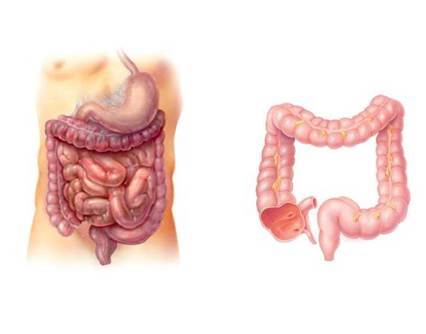 Intestine Anatomy Quiz