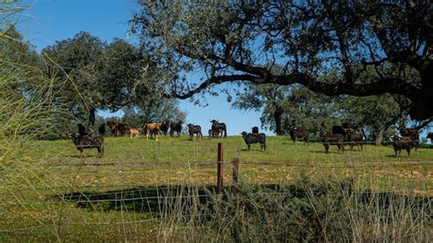 Toro de lidia español en los pastos cerca de los robles de la dehesa