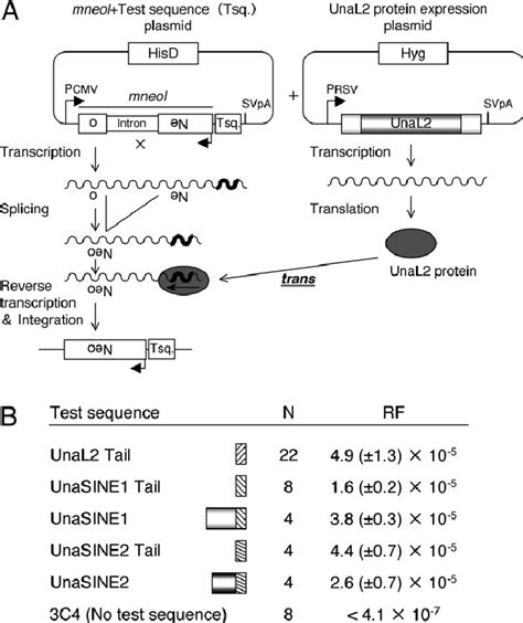 Trans Retrotransposition Assay A Schematic Of The Trans