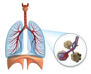 Learn About The Primary Functions Of The Respiratory System And How