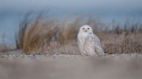 Snowy Owl Portrait Stock Image Image Of American Canada 155969039