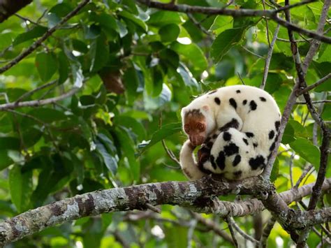 Common Spotted Cuscus - Worldwide Nature