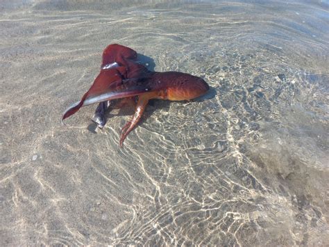 Indo Pacific Violet Blanket Octopus From La Paz MX BS MX On May 28