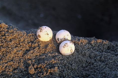 Chelonia Mydas Poniendo Sus Huevos Y Cubriendo Su Nido En La Playa Por