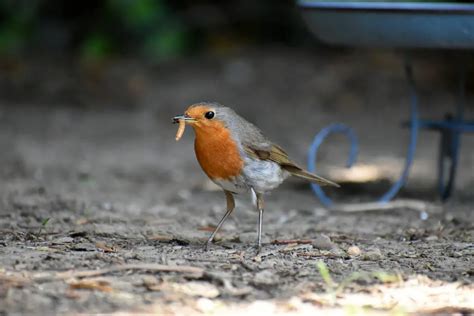 Which birds eat mealworms? | How do birds find worms?