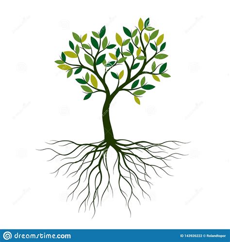 Green Spring Tree with Roots Vector Illustration Stock de ilustración