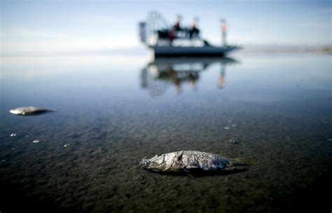 Can The Salton Sea Be Saved — High Country News Know The West