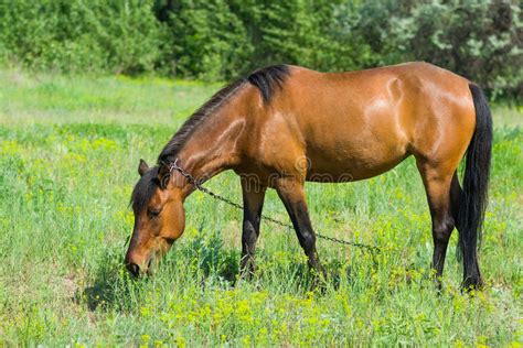 Cavalo Que Pasta Em Um Pasto Da Mola Foto De Stock Imagem De Gua