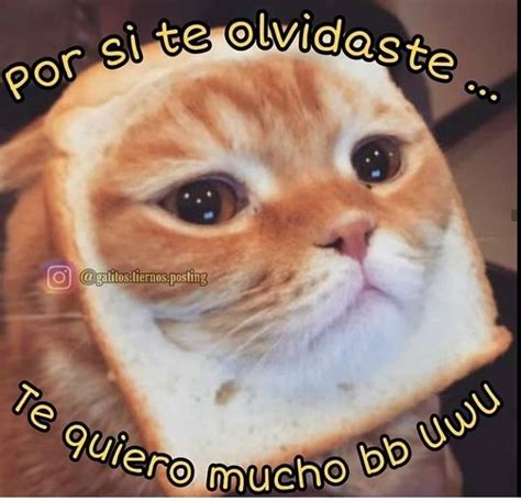 Pin De 𝕬𝖑𝖜𝖆𝖞𝖘 En Michis Memes Lindos Memes Románticos Frases Gatos