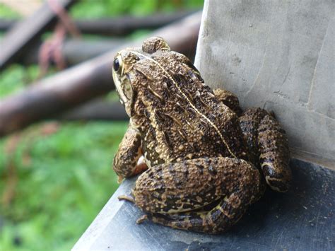 Free Images Nature Animal Wildlife Frog Toad Amphibian Fauna