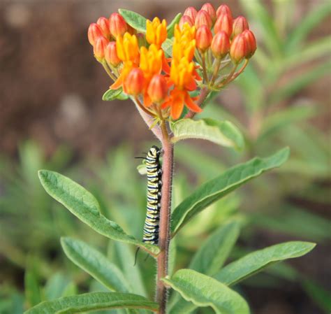 Butterfly Weed — Menunkatuck Audubon Society