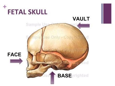 Fetal Skull Diameters 3