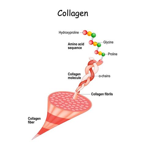 Collagen - Physiopedia