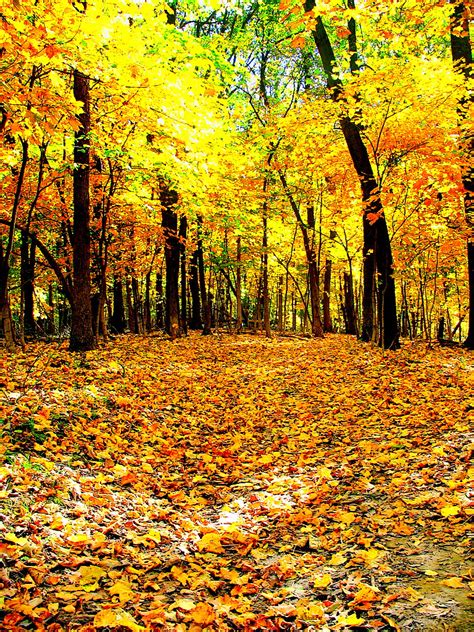 Autumn Forest Floor by moonlightrose44 on DeviantArt