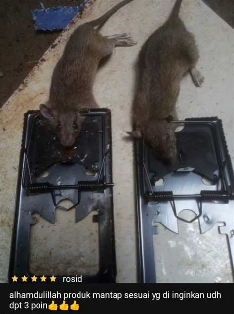 Perangkap Tikus Jebakan Tikus Besi Instant Bisa Dipakai Berulang Kali