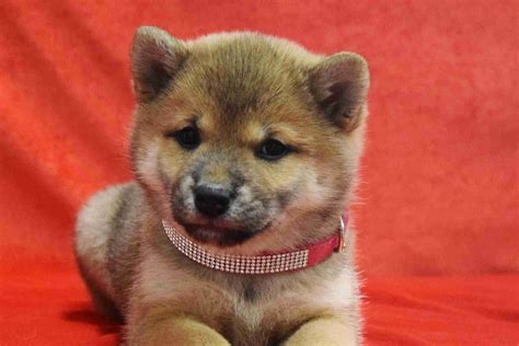 Icewind Goldens - Shiba Inu Puppies For Sale - Born on 12/25/2019