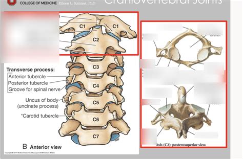 Craniovertebral Joints Diagram Quizlet