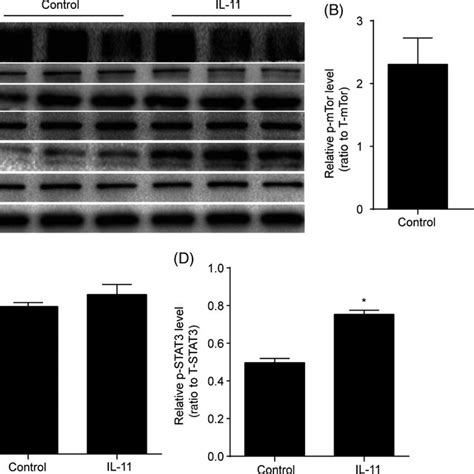 Il Activated The Stat Signalling Pathway A Western Blot Analysis