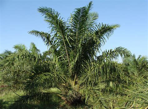 Sky Land Tropical Climate Karnataka Plant Oil Palm Coconut Palm Tree Palm Leaf Growth