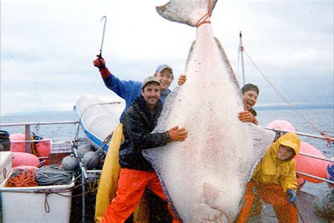 Big Fish Caught In Alaska