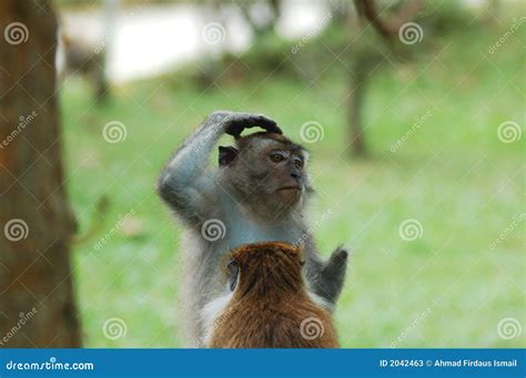 Thinking Monkey Stock Photos Image 2042463