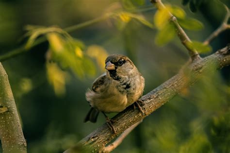 Tapety Natura gałąź Zielony dzikiej przyrody dziób wróbel zięba