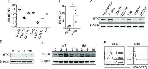 Btk Expression And Activation In T Cells A The Expression Of Btk Mrna