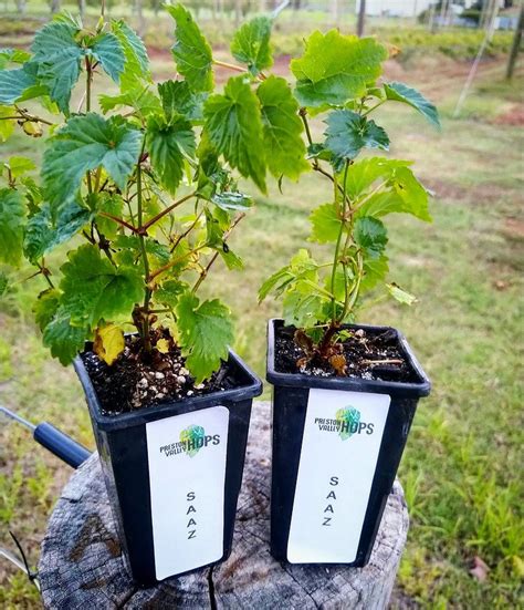 how to grow hops at home