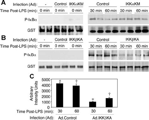 IKK ␤ KA inhibits the IKK complex in vivo. To assess the extent to ...