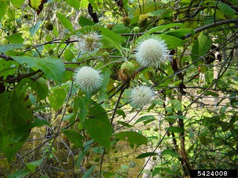 buttonbush (Cephalanthus occidentalis L.)