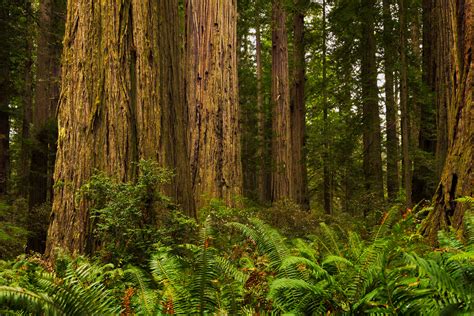 The Mighty Redwood : Redwood National Park, California : Joseph C ...