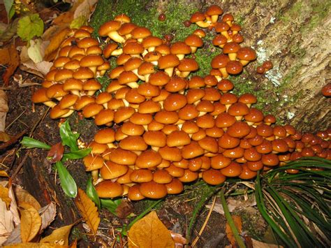 Pholiota Microspora: Nameko Mushroom Identification & Info