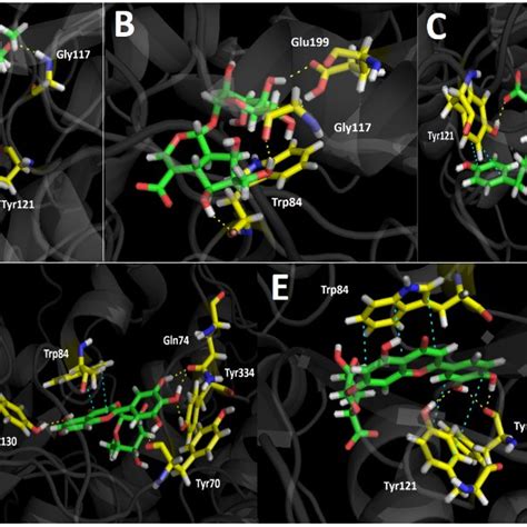 Predicted Binding Mode And Predicted Intermolecular Interactions Of The Download Scientific