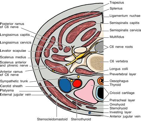 An Overview Of The Topography Of The Neck Surgery Oxford