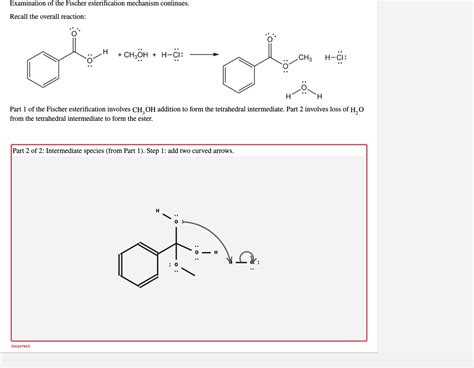 Solved Examination Of The Fischer Esterification Mechanism Chegg