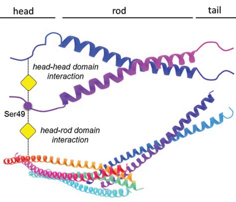 Intermediate Filaments The Sweet Side Of Vimentin ELife