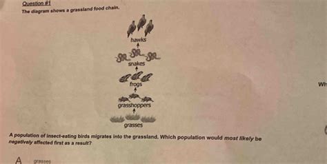 Question #1 The diagram shows a grassland food chain. hawks snakes ...